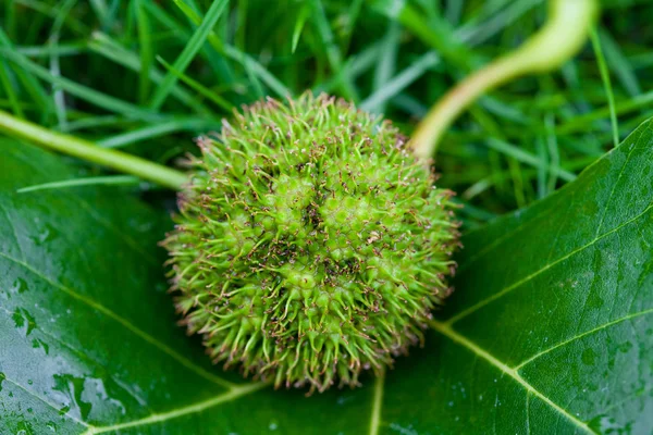 Chestnut with leaf on the grass — Stock Photo, Image
